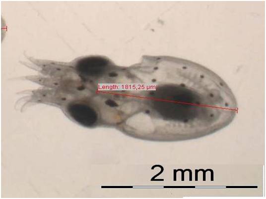 Paralarva reci&eacute;n eclosionada. Medida de la longitud del manto hecha con el programa Cell^D, de Olympus