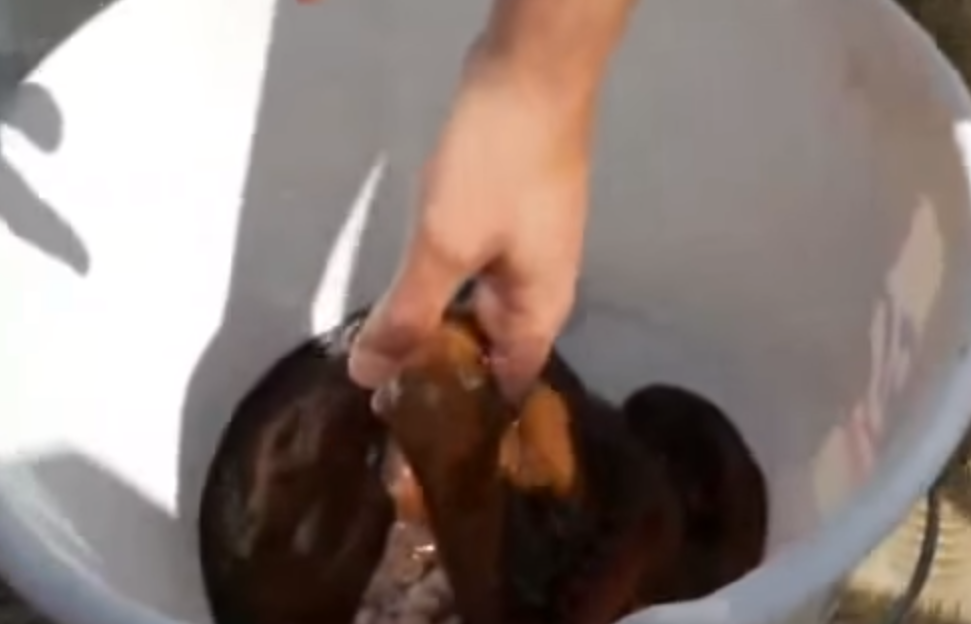 Octopit