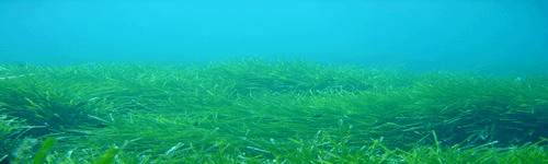 Praderies de Posid&ograve;nia Oce&agrave;nica