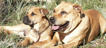 Ca de bou - Car&agrave;cters generals