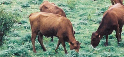 Vaca menorquina - Car&agrave;cters generals.