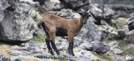 Cabra mallorquina - Car&agrave;cters generals