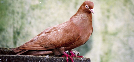 Colom de Pinta o de Esbart - Car&agrave;cters generals