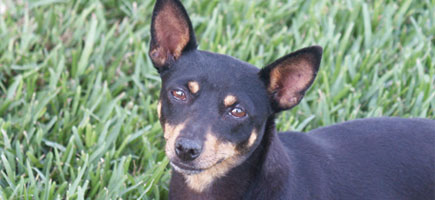 Can ratonero mallorqu&iacute;n - Caracteres generales