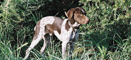 Can m&egrave; mallorqu&iacute;n - Caracteres generales