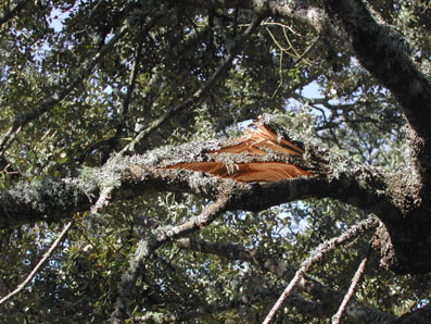 Danys abi&ograve;tics - Esqueixades pel pes de la neu.