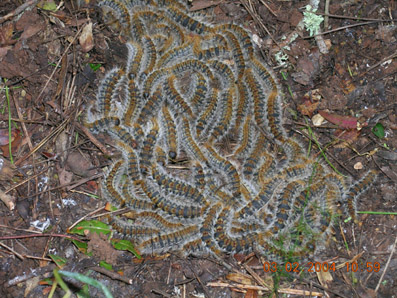 Procession&agrave;ria del pi - Col&ograve;nia d'erugues soterrant-se a principis de febrer.