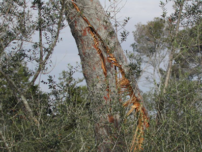 Danys abi&ograve;tics - Esqueixades per vent sobre un pi.