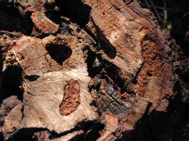 Banyarriquer de l'alzina - Galeries plenes del serrad&iacute;s generat per l'emerg&egrave;ncia dels adults.