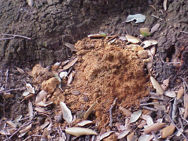 Banyarriquer de l'alzina - Quan els adults surten de la soca produeixen serrad&iacute;s.