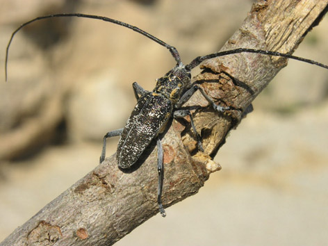 Altres plagues forestals - Magn&iacute;fic exemplar de (Monochamus galloprovincialis).