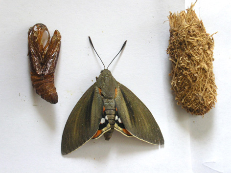 Cut&iacute;cula buida, capoll de fibres i adult.