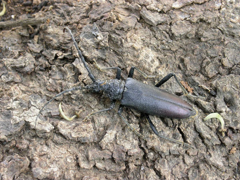 Banyarriquer de l'alzina - Adult sobre l'escor&ccedil;a d'una alzina.