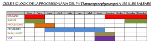 Procession&agrave;ria del pi - Cicle llarg de la procession&agrave;ria del pi.