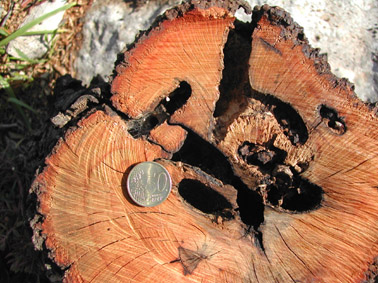 Banyarriquer de l'alzina - Comparaci&oacute; de tamany entre les galeries i una moneda.