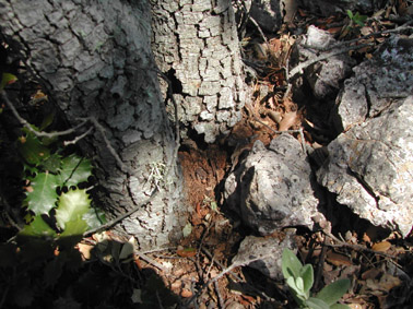 Banyarriquer de l'alzina - Serrad&iacute;s que indica la sortida dels adults.