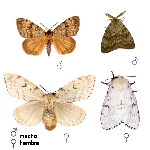 Oruga peluda de la encina - Adultos de la especie: arriba el macho, abajo la hembra.