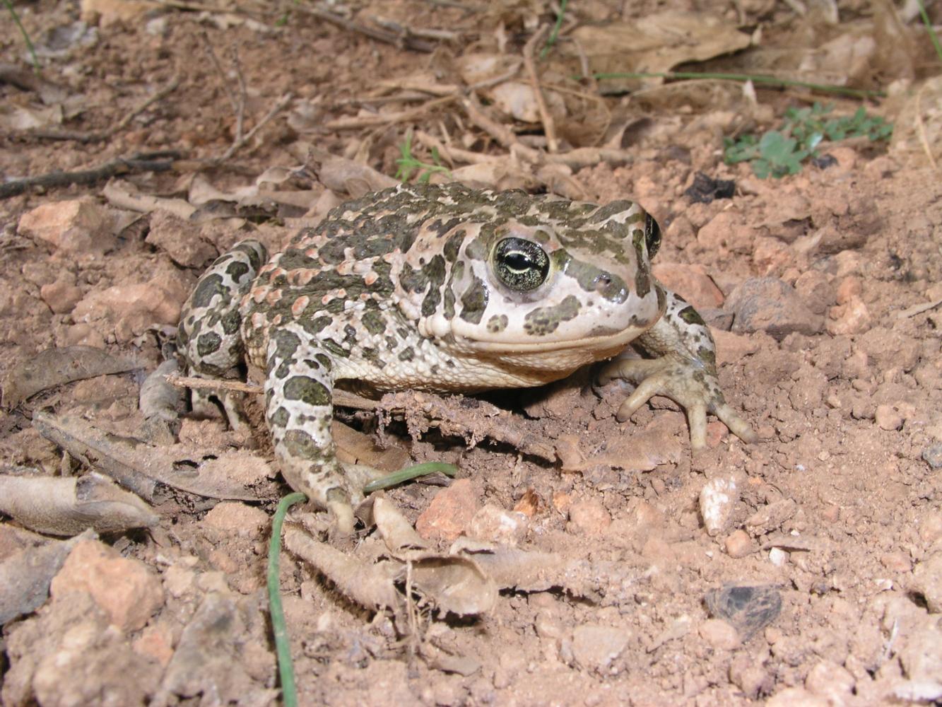 calàpet
