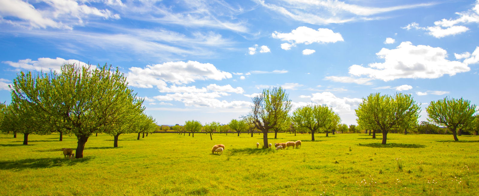 Ovelles pastant devora uns ametllers i sota un cel blau