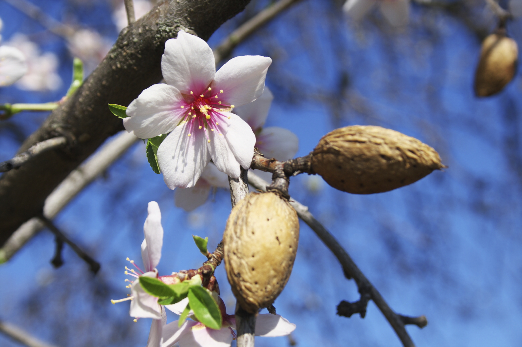 Detall d'un ametller