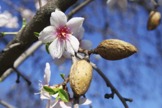 Detalle de un almendro