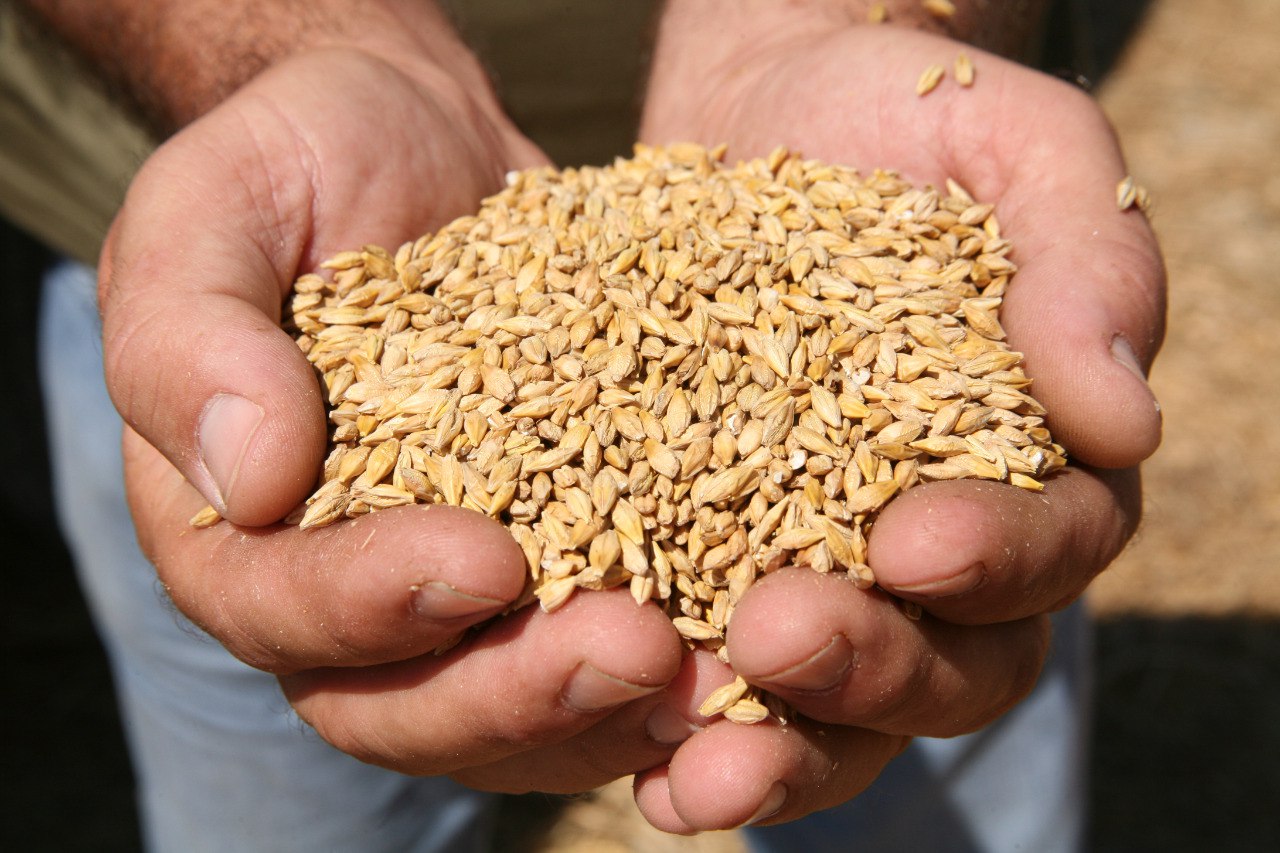 Primer plan de manos con granos de trigo