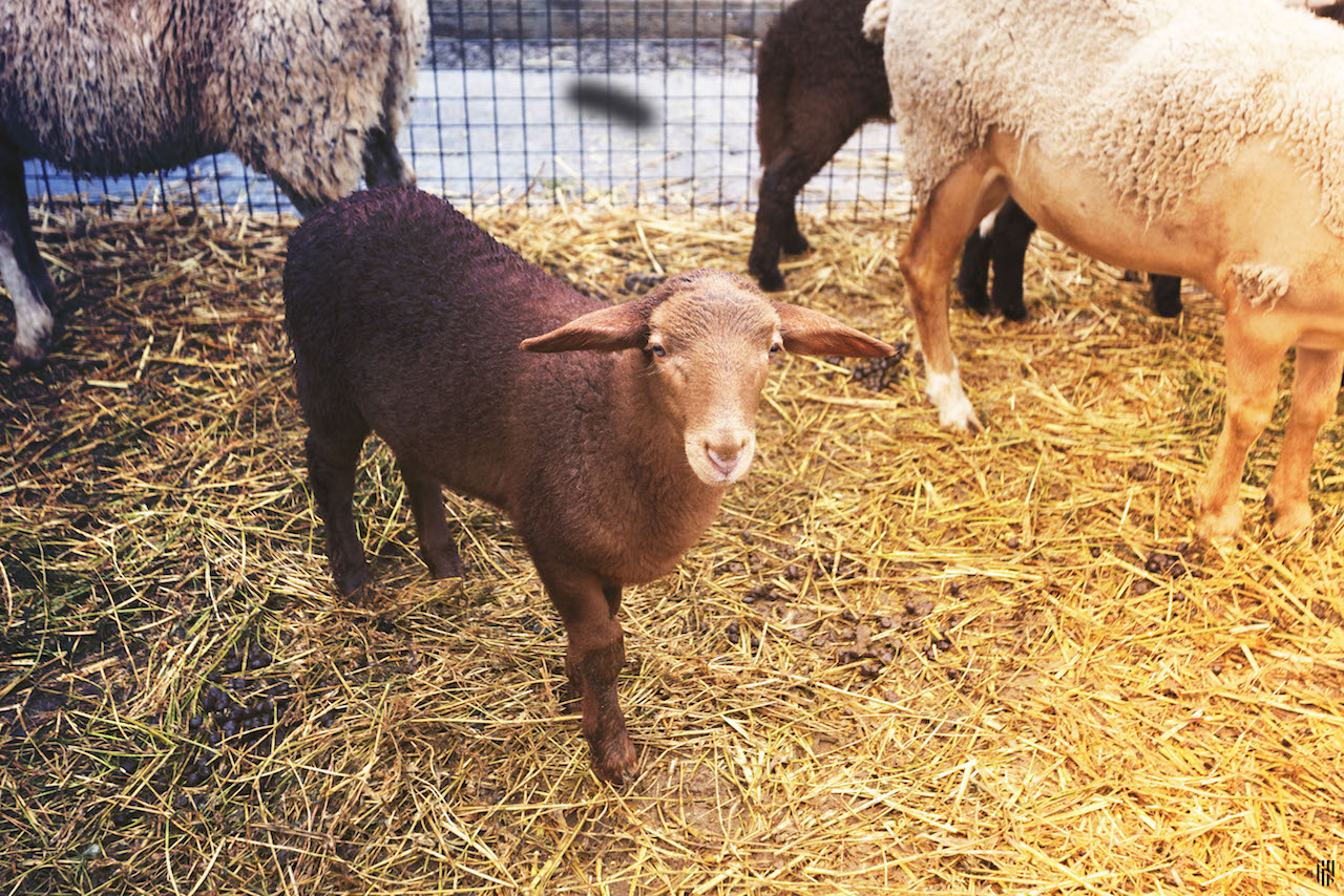 Agricultura y ganadería