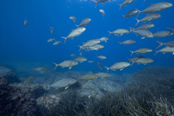 Pesca y medio marino