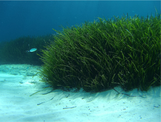 Espais naturals i biodiversitat