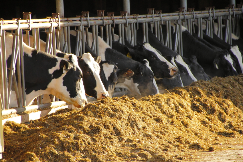 Vaques a una granja