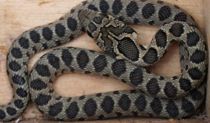 Un exemplar de serp de ferradura.