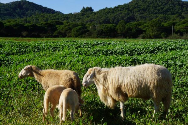 Explotació ramadera a Eivissa