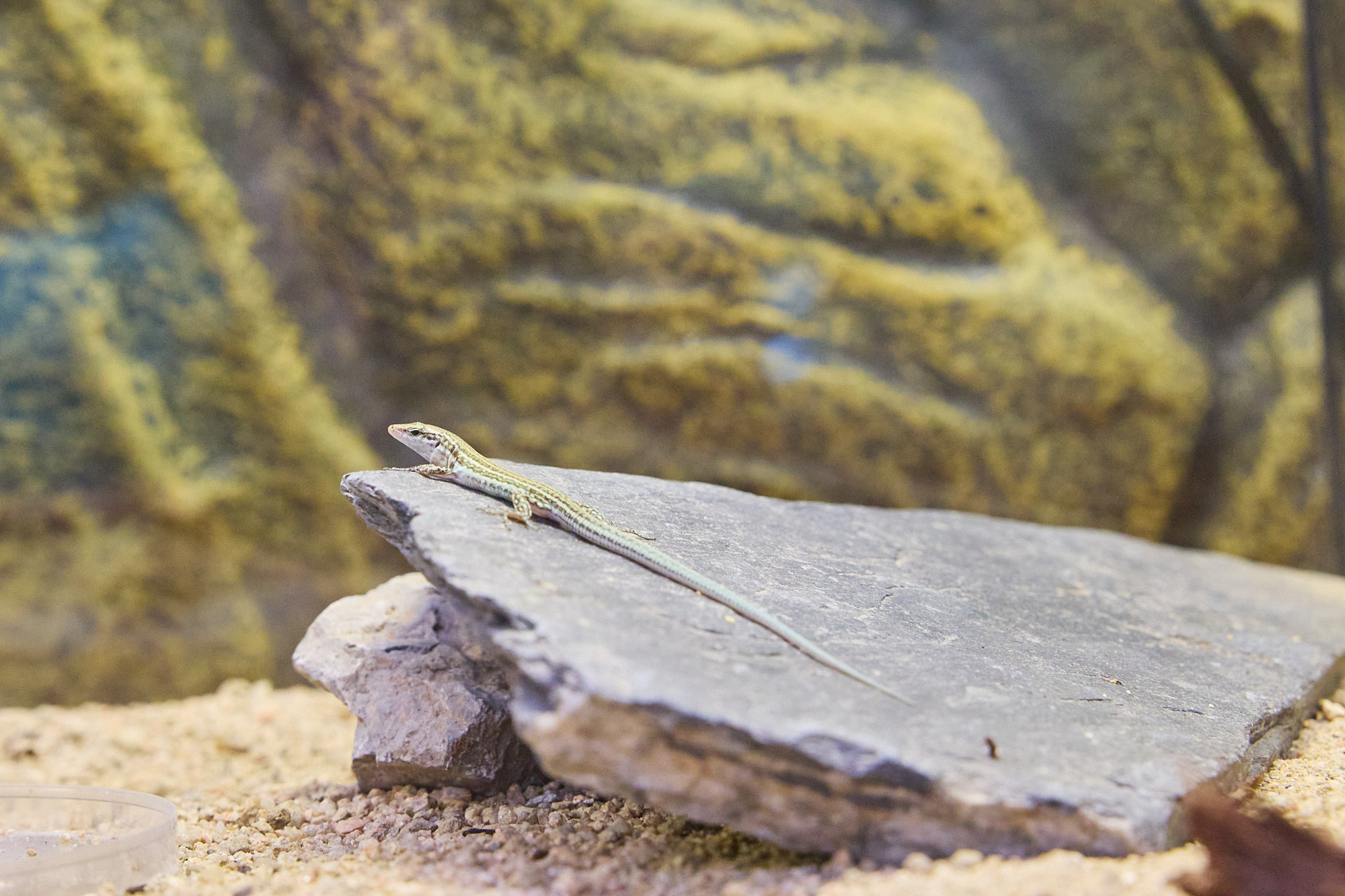 Un exemplar de sargantana pitiüsa en el marc del projecte pilot de cria 'ex situ' del Govern i el Zoo de Barcelona.