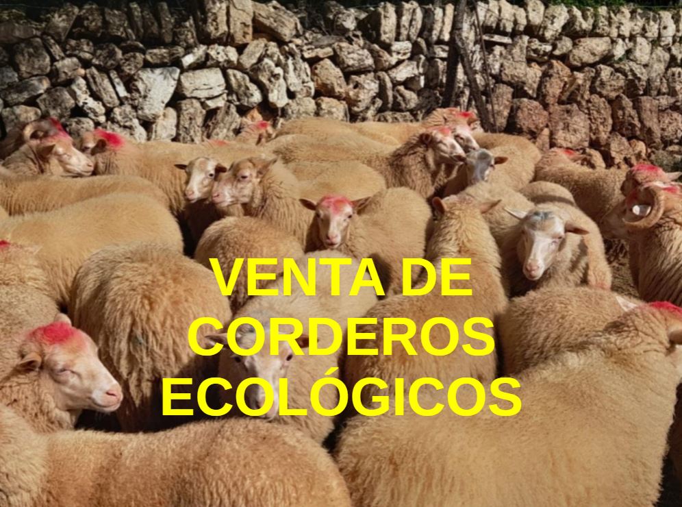 VENDA D'ANYELLES ECOLÒGIQUES