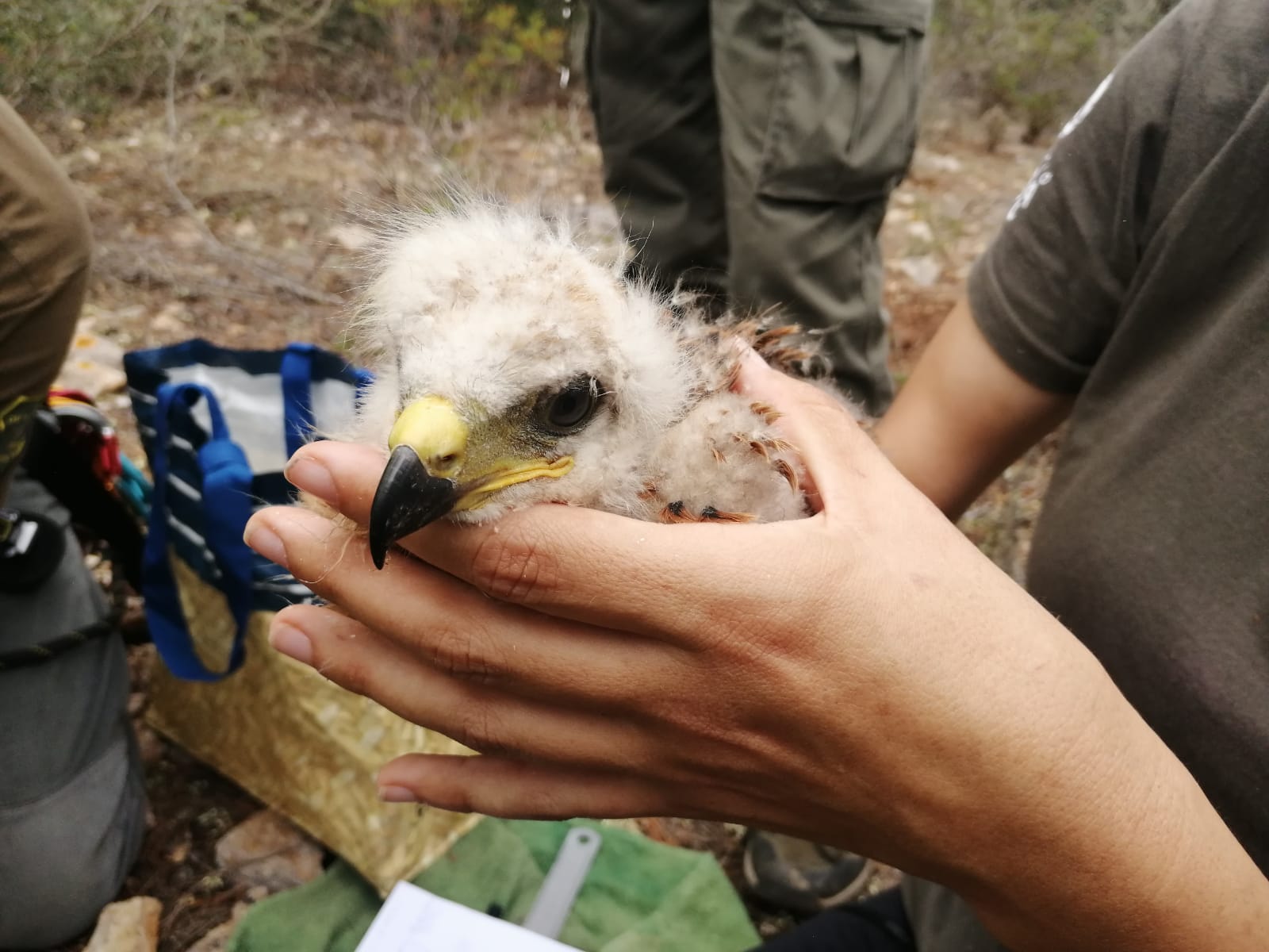 El servei mantindrà els mateixos professionals que durant aquests anys han aportat la seva experiència i dedicació a la recuperació de la fauna silvestre de les Illes Balears.
