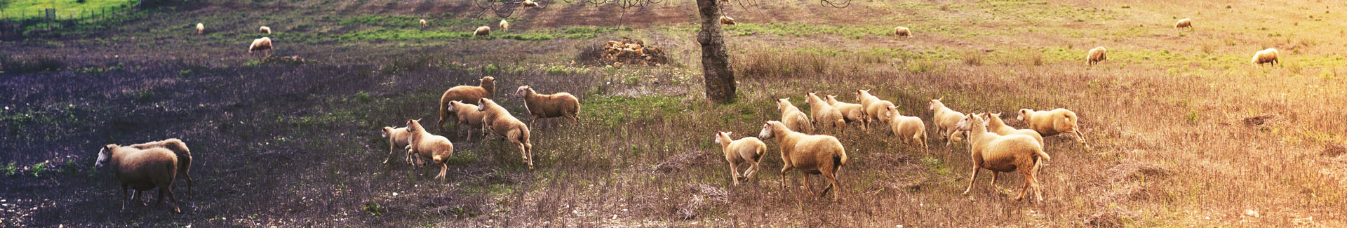 Agricultura y ganadería