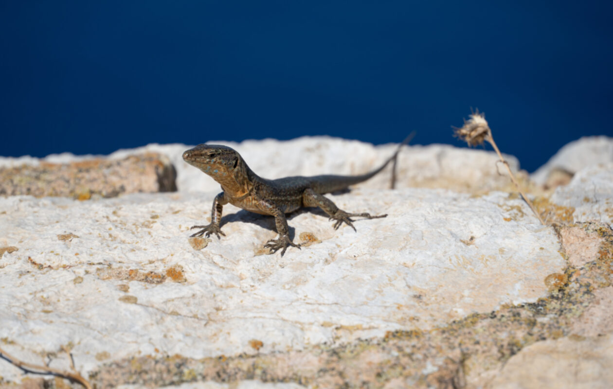 Un exemplar de sargantana balear
